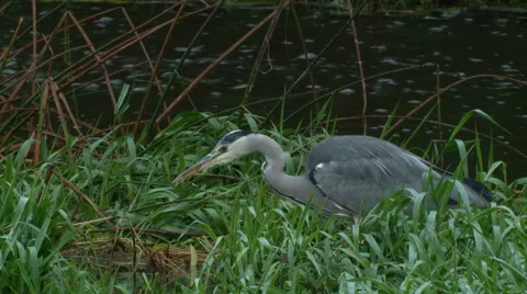 Grey Heron (Ardea cinerea) catching fish Stock Footage 56308166