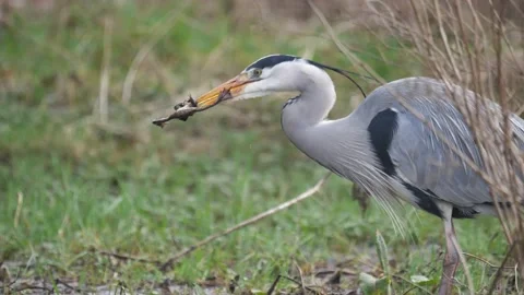 Grey heron, Ardea cinerea catching frog catching frog Stock Footage 149993233