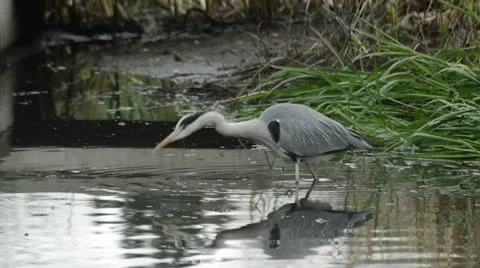 Grey heron (Ardea cinerea) in a drained garden pond Stock Footage 18008636
