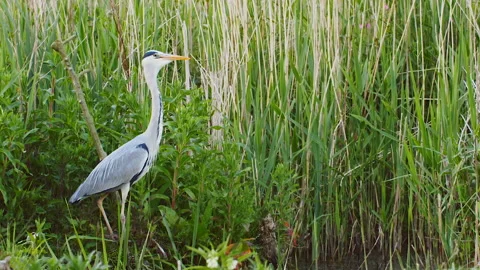 Grey Heron (Ardea Cinerea) Flies Away Stock-Footage 133458205