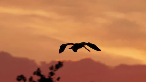 Grey heron (Ardea cinerea) flying at sunrise, bird silhouette Stock-Footage 231014147