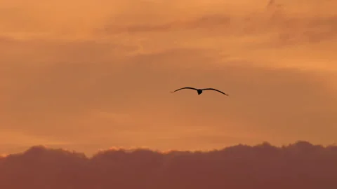 Grey heron (Ardea cinerea) flying at sunrise, bird silhouette 库存影片 231014670