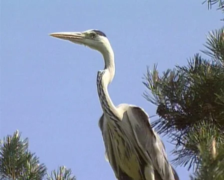 Grey Heron Ardea cinerea Stock Footage