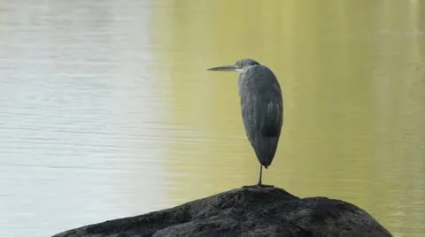 Grey heron (Ardea cinerea) Stock Footage 18008458