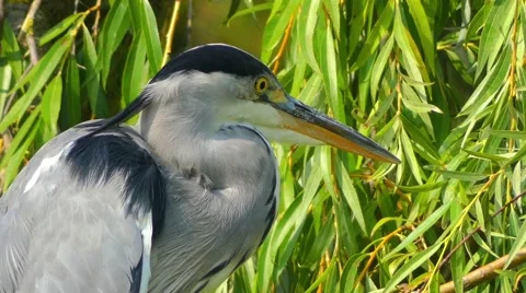 Grey heron (Ardea cinerea) Stock Footage 68560373