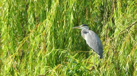 Grey heron (Ardea cinerea) Stock Footage 68738145