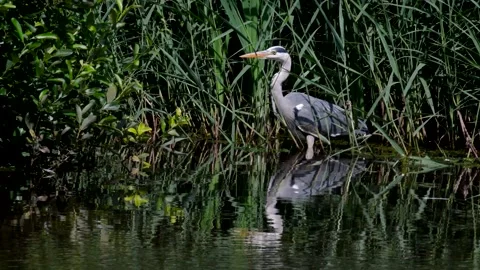 Grey Heron - Ardea cinerea. Stock Footage 138511903