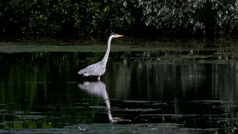 Grey Heron - Ardea cinerea. Stock-Footage 138511907