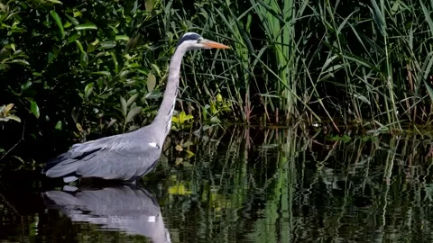 Grey Heron - Ardea cinerea. Stock Footage 138512812
