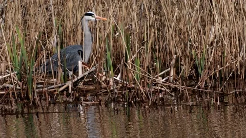 Grey Heron - Ardea cinerea. Video stock 138513185