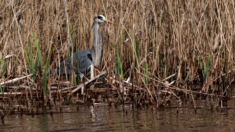 Grey Heron - Ardea cinerea. Stock Footage 138513213