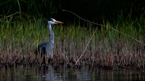 Grey Heron - Ardea cinerea. Stock-Footage 138513836