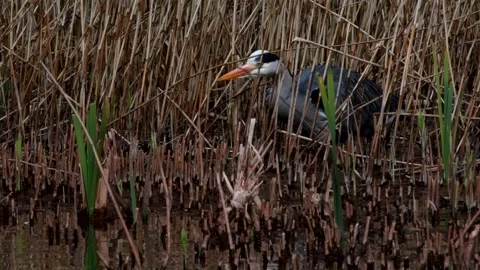 Grey Heron - Ardea cinerea. Stock Footage 138514398