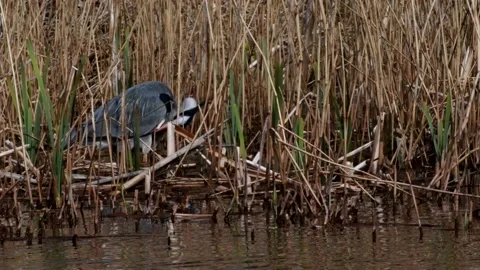 Grey Heron - Ardea cinerea. Stock Footage 138514438