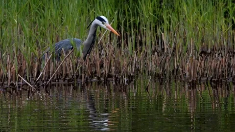 Grey Heron - Ardea cinerea. Stock Footage 138515161
