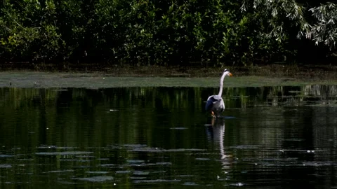 Grey Heron - Ardea cinerea. Видео 138515699