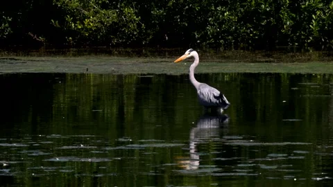 Grey Heron - Ardea cinerea. Stock Footage 138516023