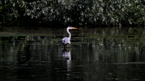 Grey Heron - Ardea cinerea. Vídeos de archivo 138516676