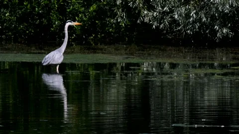 Grey Heron - Ardea cinerea. Stock Footage 138517894