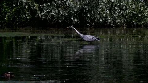 Grey Heron - Ardea cinerea. Stock Footage 138518043