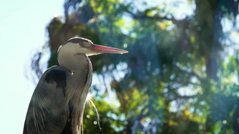 Grey heron (Ardea cinerea) Vidéo 196346971