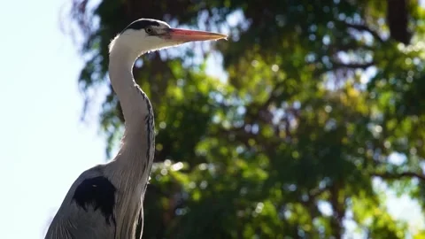 Grey heron (Ardea cinerea) Видео 196347343
