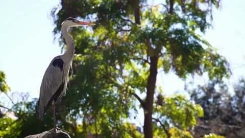 Grey heron (Ardea cinerea) Vidéo 196347458