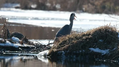 The grey heron (Ardea cinerea) Stock Footage 303148232