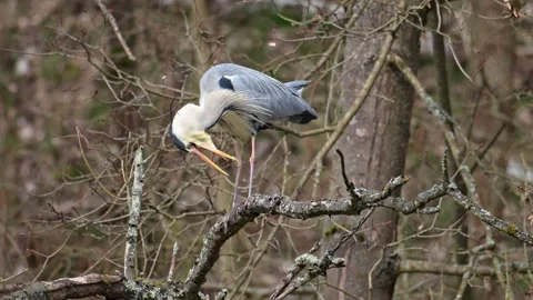 Grey heron (Ardea cinerea) getting rid of some fish leftovers Stock Footage 292130481