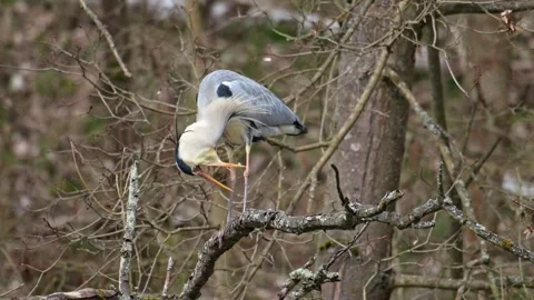 Grey heron (Ardea cinerea) getting rid of some fish leftovers Stock Footage 293055817