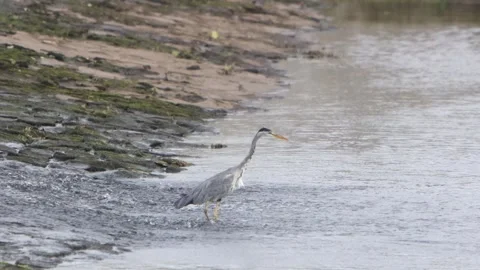 A Grey Heron, Ardea cinerea, hunting for fish at the base of a weir. Autumn Stock Footage 345685396