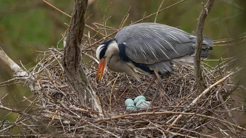 Grey heron (Ardea cinerea) incubating eggs in nest Stock Footage 121237457