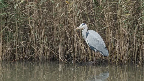 Grey Heron  ( Ardea cinerea ) in a lagoon slowly moving its legs Stock Footage 289833755