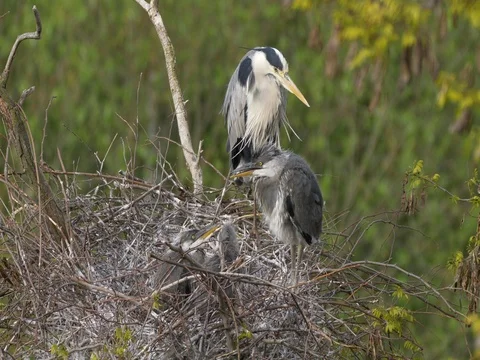 Grey heron (Ardea cinerea) nesting Stock-Footage 80892652