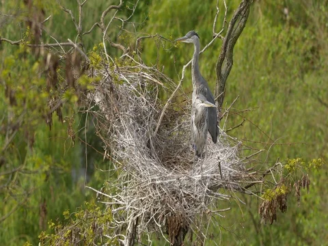 Grey heron (Ardea cinerea) nesting Vídeos de archivo 80892779