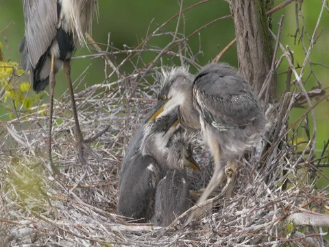 Grey heron (Ardea cinerea) nesting Stock-Footage 80907443