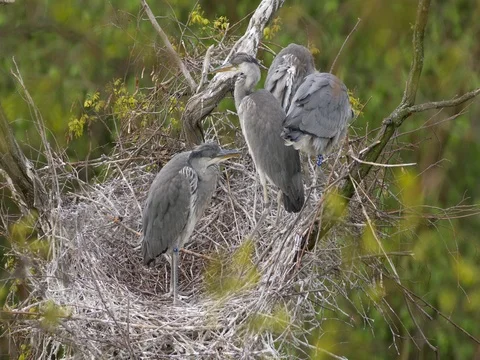 Grey heron (Ardea cinerea) nesting Vídeos de archivo 80923121