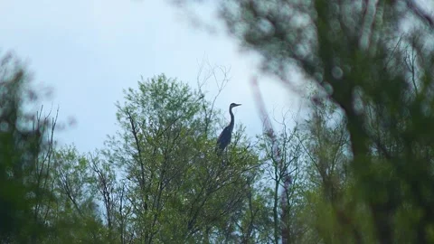 Grey Heron (Ardea cinerea) Perched in Willow Tree While Searching for Prey .. Stock Footage 328224147