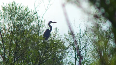 Grey Heron (Ardea cinerea) Perched in Willow Tree While Searching for Prey .. Stock Footage 328224380