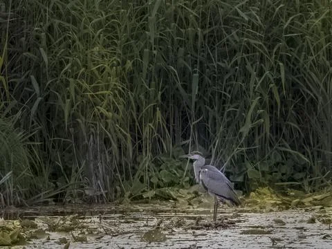 Grey Heron Ardea cinerea Stock Photos