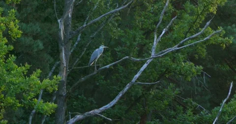 Grey Heron Ardea cinerea by the pond in summer. Stock Footage 343892173