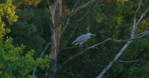 Grey Heron Ardea cinerea by the pond in summer. Stock Footage 343892477