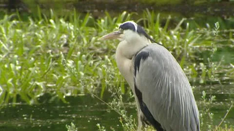 Grey heron (Ardea cinerea) posting, hunting at the bank of a pond - close up Stock Footage 22369334