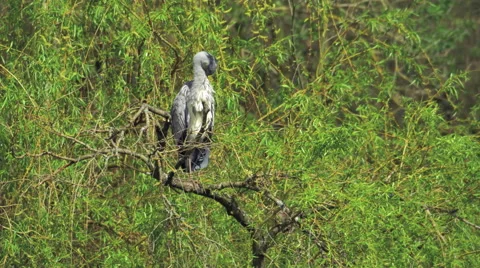 Grey Heron (Ardea cinerea) preening 库存影片 62472913
