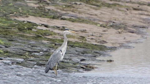 A Grey Heron, Ardea cinerea, preening as it stands at the base of a weir Stock Footage 345685368