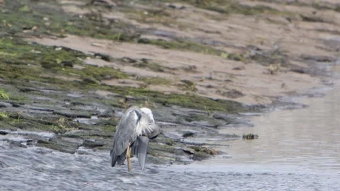 A Grey Heron, Ardea cinerea, preens itself as it perches at the base of a weir Stock Footage 345685382
