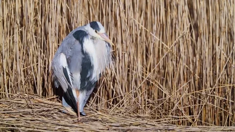 Grey Heron (Ardea cinerea) sleeping, Norfolk 스톡 동영상 307209321