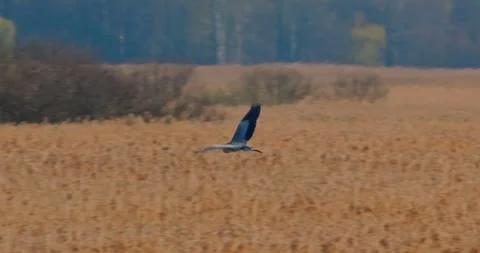 Grey Heron Ardea cinerea in spring, in shimmering air and slow motion. Vídeo Stock 333064812