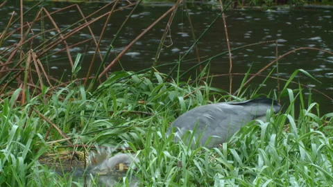 Grey Heron (Ardea cinerea)  stalking and catching  fish Stock Footage 147856573
