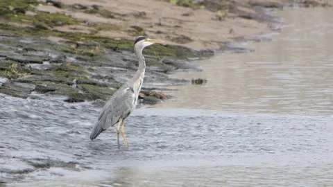 A Grey Heron, Ardea cinerea, standing in the shallows at the bottom of a weir Stock Footage 345685373